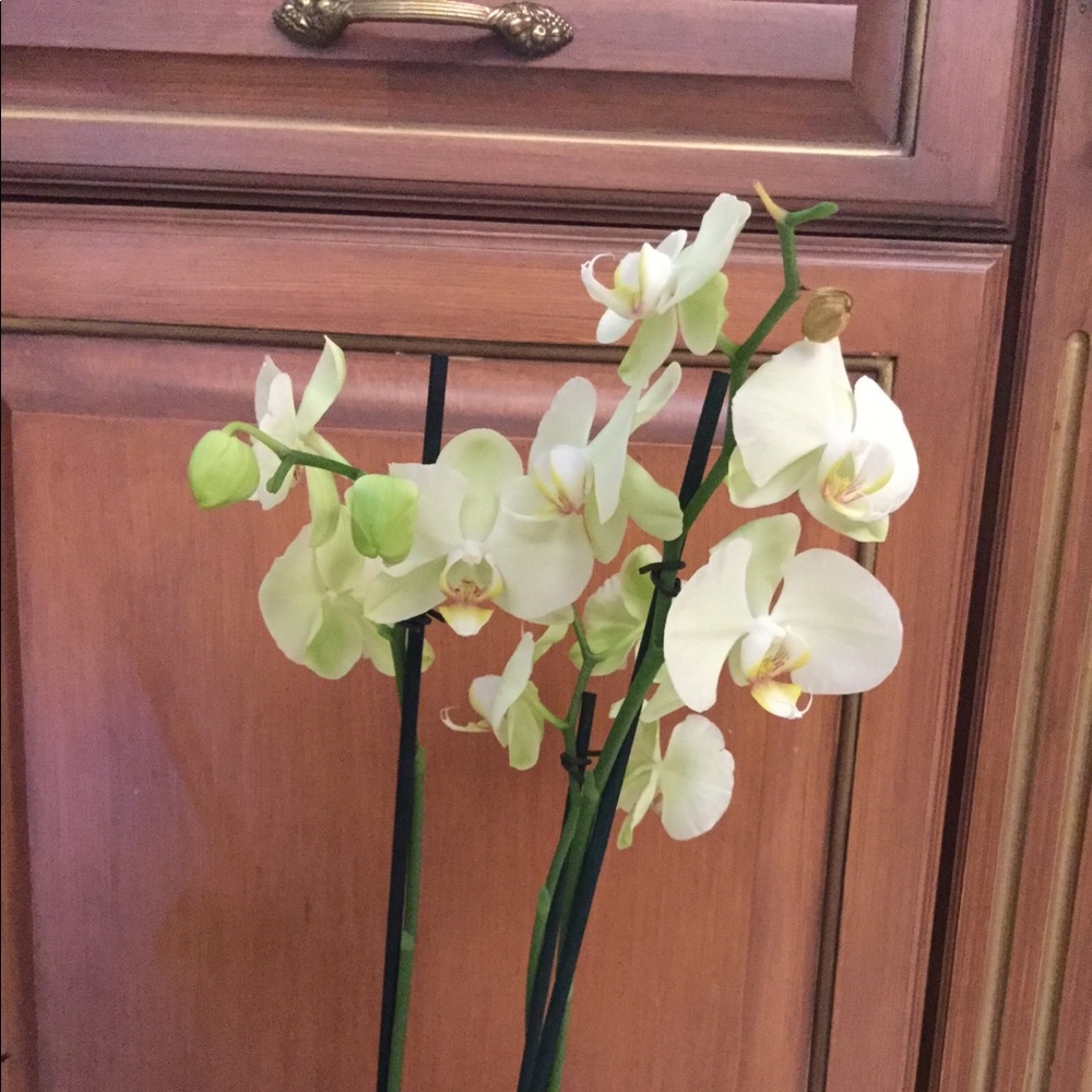 Meet your Posher, Chabeli